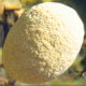 sparrowland005008.jpg